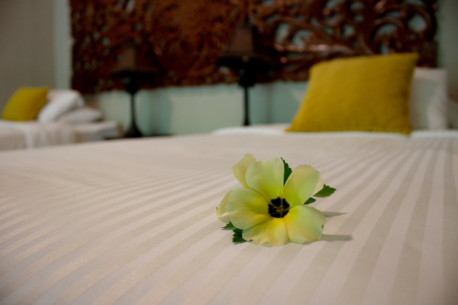 The Sacred Return: A Costa Rican Retreat img 5251 scaled.jpg